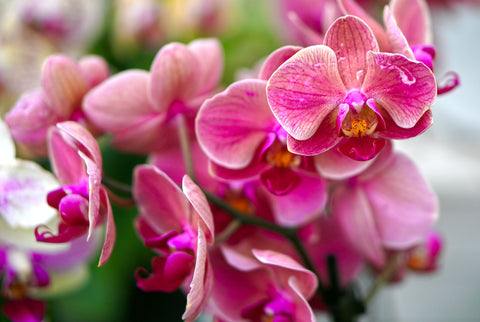Orchideen sind giftig für Hunde und Katzen