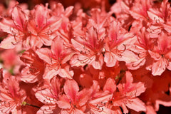 Rhododendron - giftig für Hunde und Katzen