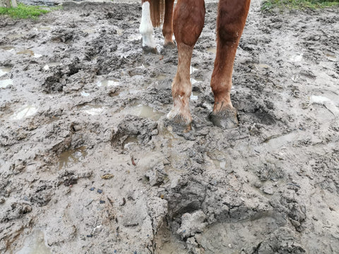 Nässe und Schlamm fördern die Entwicklung von Mauke beim Pferd