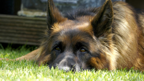 Deutscher Schäferhund liegt im Gras