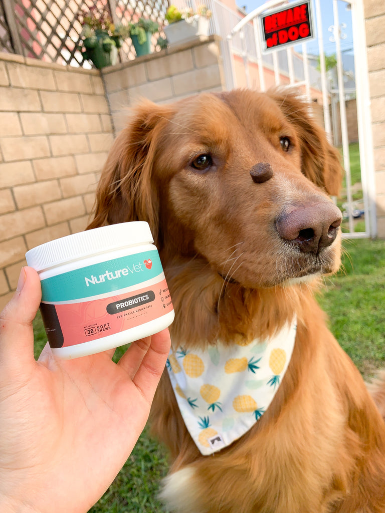 do probiotics make dogs gassy