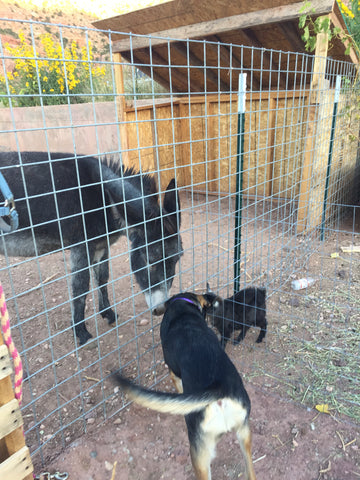 coco the burro and margo and pigmy goat