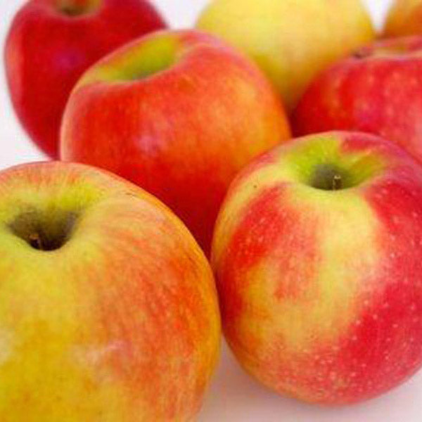 Organic Apple Cider Vinegar