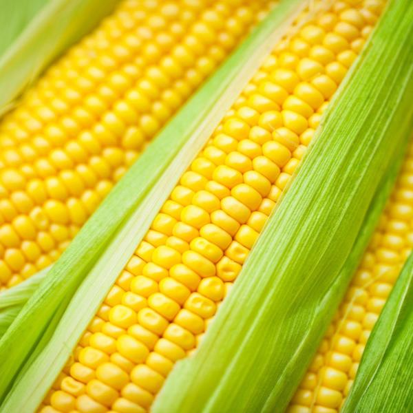 Corn Protein