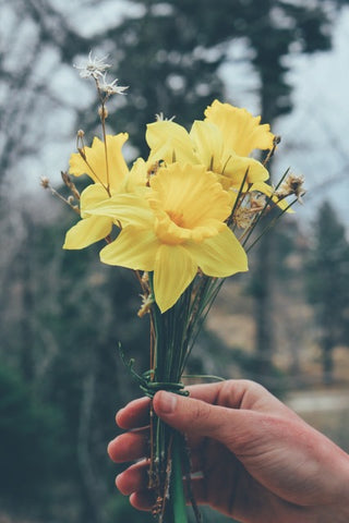 At Sunday school, we would receive a bunch of daffodils to give to Mum. Photo by Sam Mgrdichian on Unsplash
