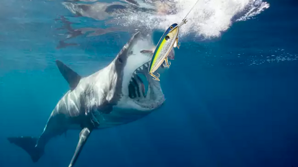 Shark eating Headlock Musky Bait