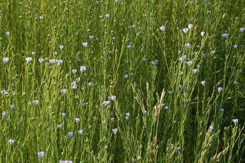 Flax plant used to make linen fabrics
