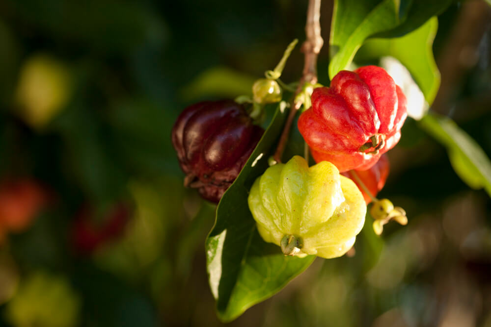 Pitanga Fruit - Amazon Biodiversity