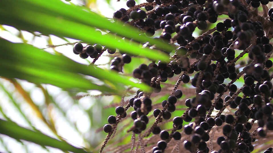 Açaí Fruit - Amazon Biodiversity