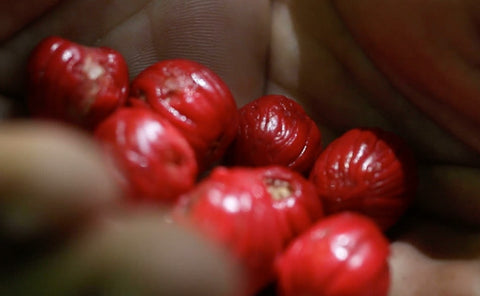 hand holding ucuuba fruits