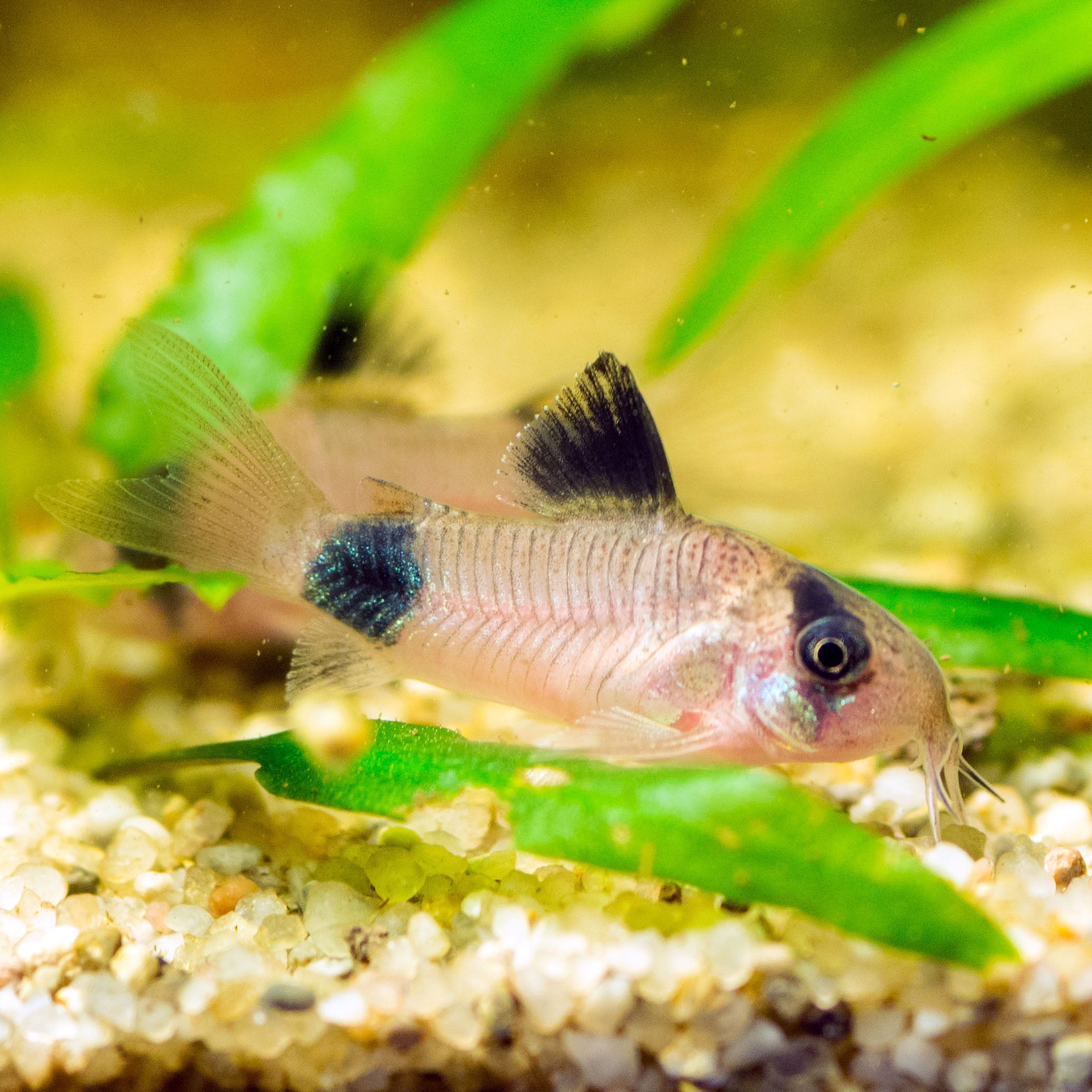 panda cory catfish