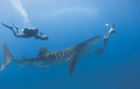 scubadiving in the maldives with a large fish