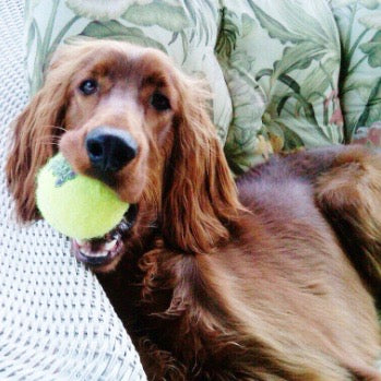 Meet the Pets at Moon and Lola Finley the Irish Setter
