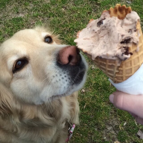 Moon and Lola blog post meet our pets golden retriever with ice cream
