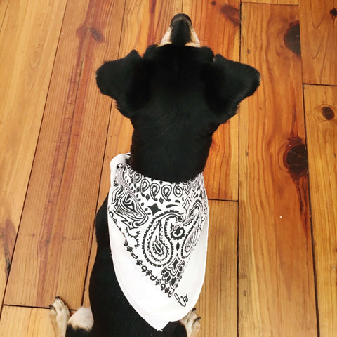 Moon and Lola embroidered traditional bandana for your puppy dog styling at the dog park