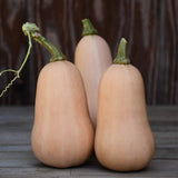 Mini Butternut Squash (898)