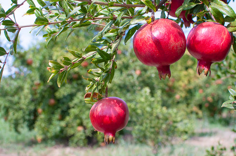 pomegranate ripe know when