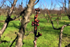 Red Bud on Peaches