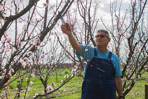 Farmer Al pruning apricot blossom