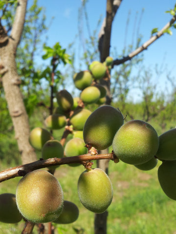 Early Organic Apricots