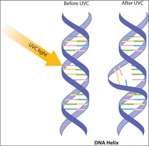 uv destroy the DNA of bacteria cell