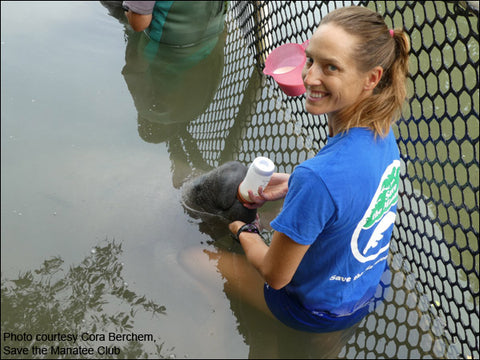 Cora Berchem feeds Callie at Wildtracks in Belize. Callie was rescued as a small calf after becoming trapped in a fishing trap.