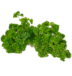 Parsley