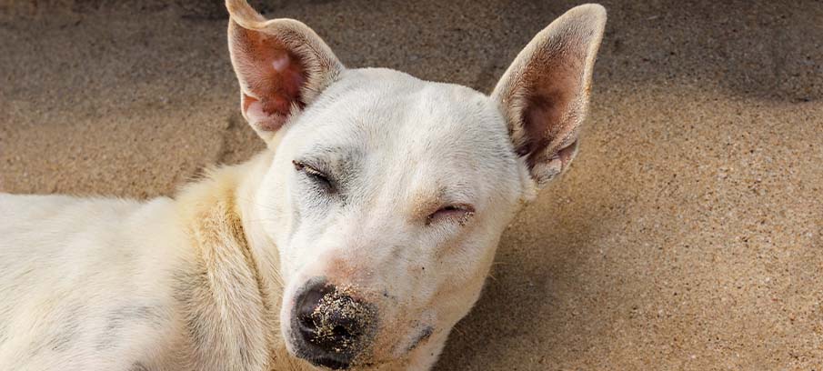 can vestibular disease in dogs be cured