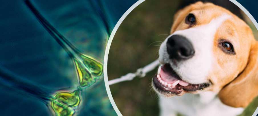 is sulfur water bad for dogs