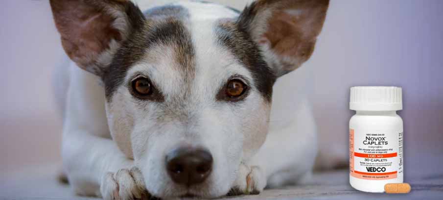 can a dog overdose on antibiotics