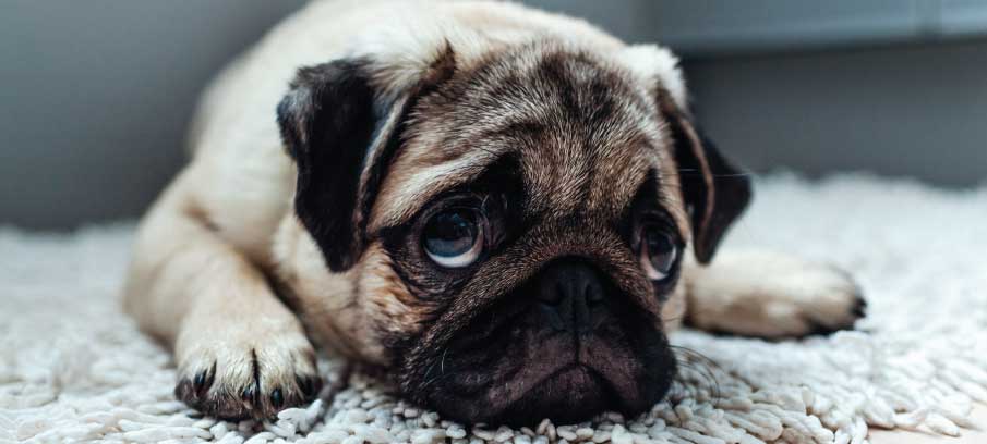 can therapy dogs sense sadness