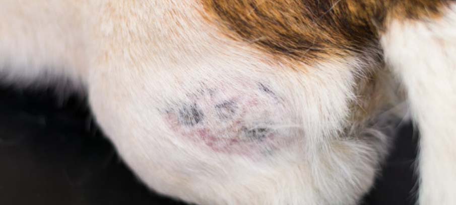 how can i soothe my dogs skin