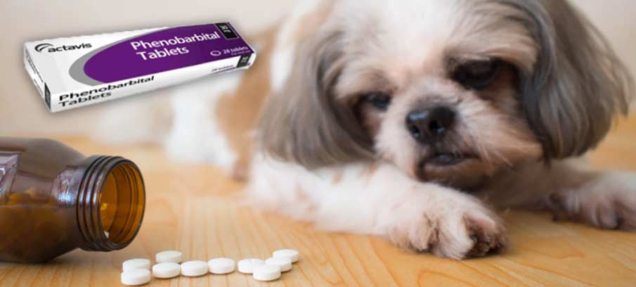 can phenobarbital cause low platelets in dogs