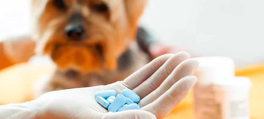 can you give your dogs ibuprofen