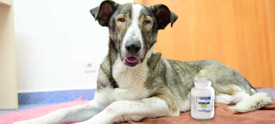 can a dog overdose on antibiotics