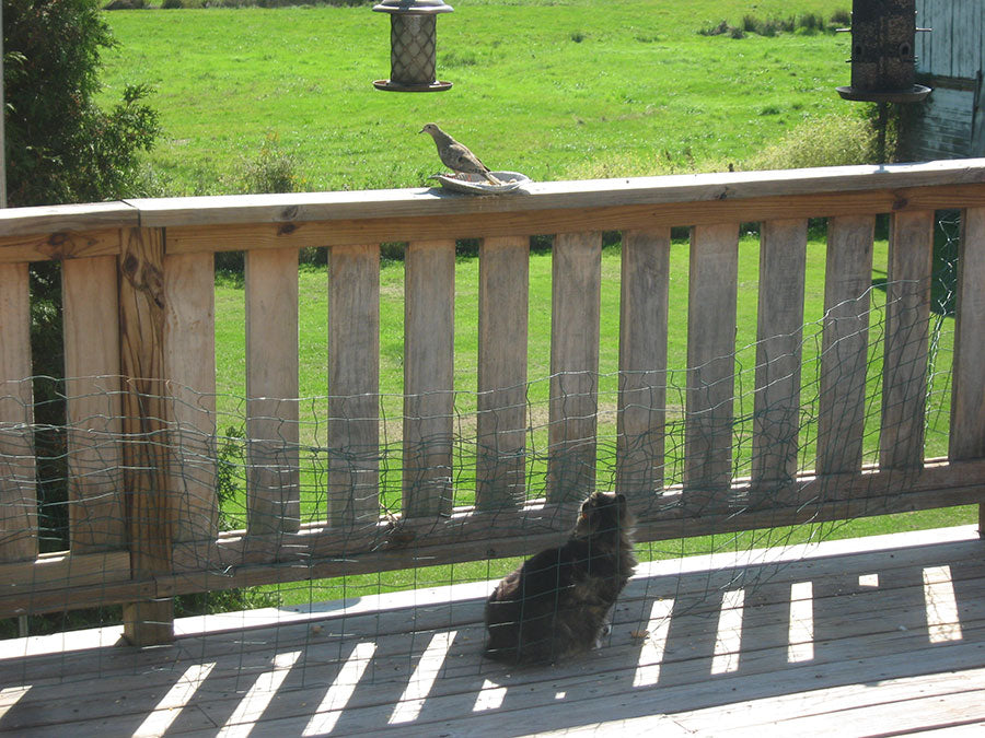 cat proof deck and railing