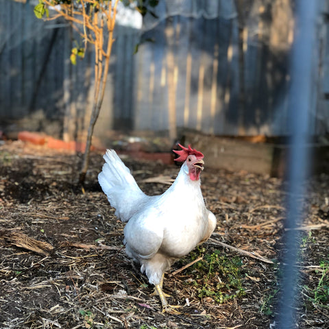 Chicken Heat Wave Survival Guide - Chicken Coach