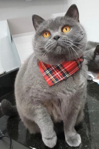 grey cat with tartan bandana 