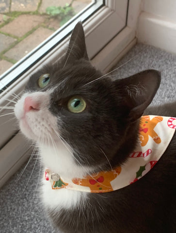grey and white cat with gingerbread man design bandana