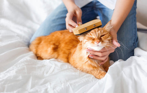 ginger cat being groomed 