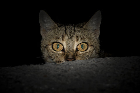 Cat at night time 