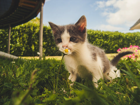 kitten smelling a daisy in sunny garden 