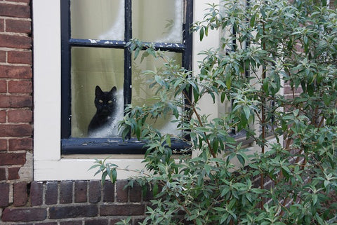 black cat sat waiting in window 
