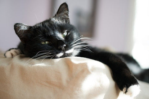 black cat lazing on sofa 