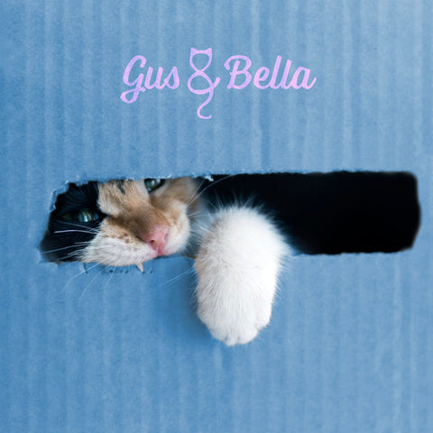 cat in a gus and bella box 