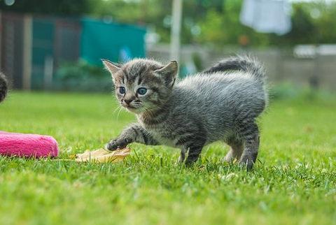 tabby kitten in the grass 