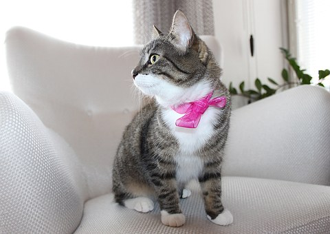tabby cat wearing a pink bow 