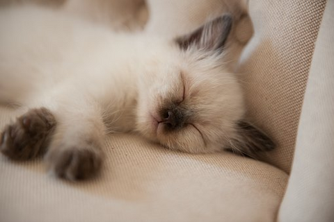 white kitten, sleeping 