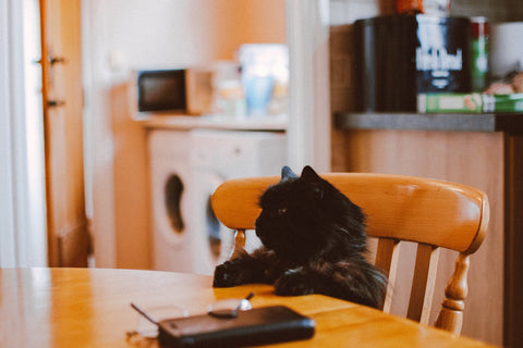 black cat sat at dining table 