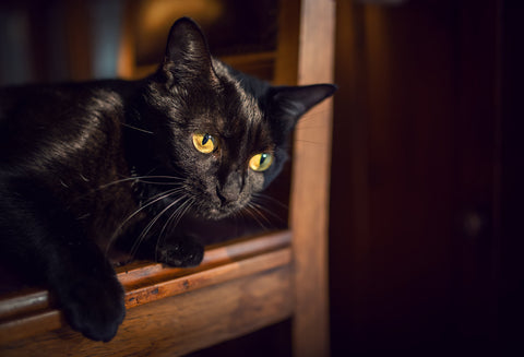 black cat in shelter 